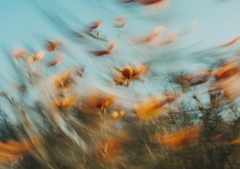 Et utydelig bilde av gule blomster 