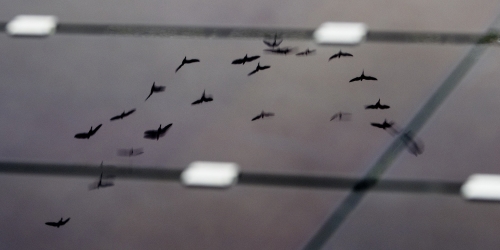 Fugleflokk gjenspeilet i solcellepaneler