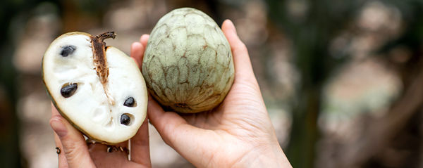 Frukten cherimoya