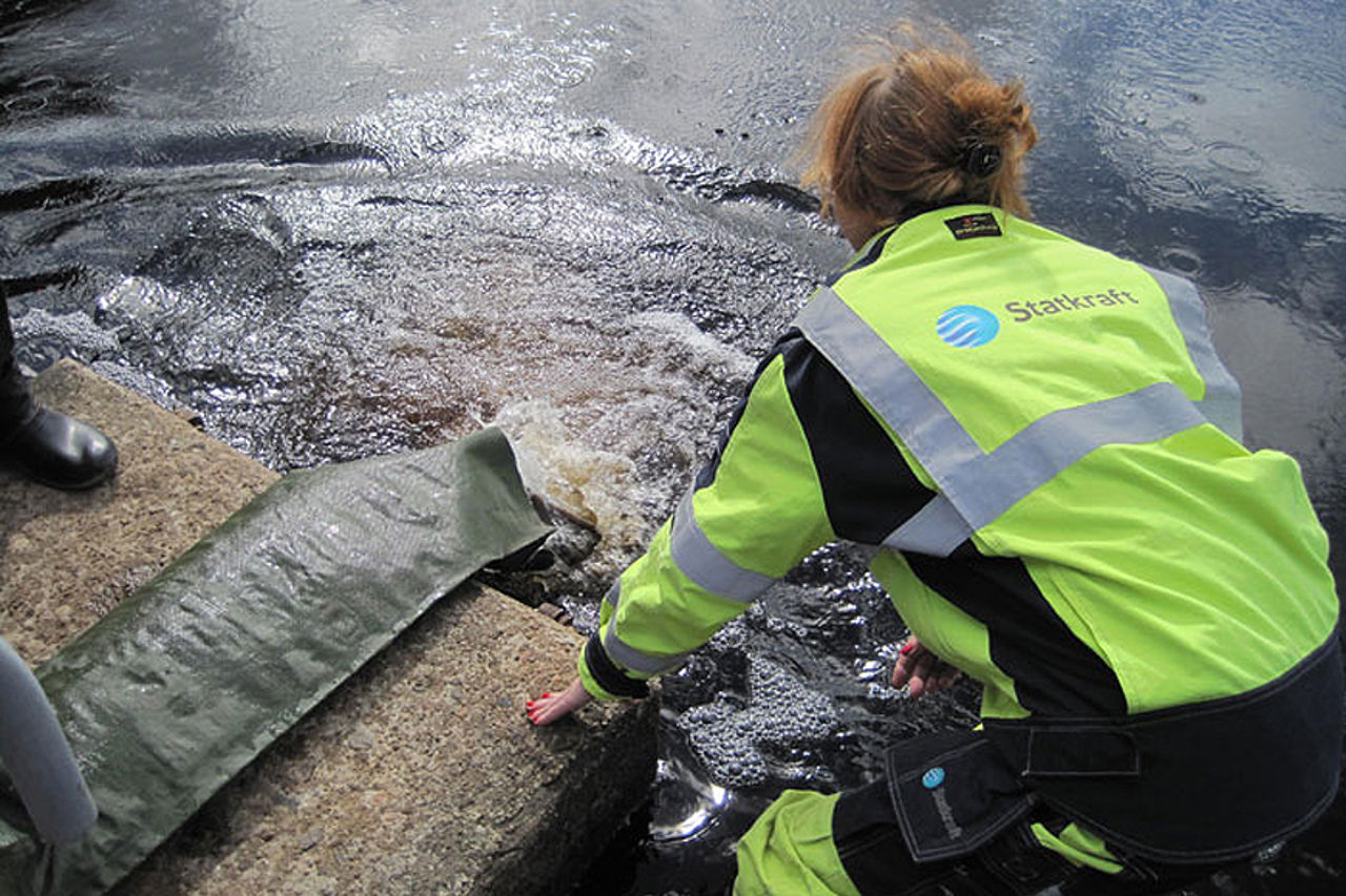 &Aring;l slippes ut