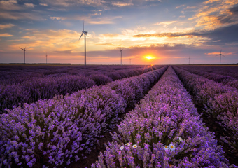Eng med lavendel og vindturbin