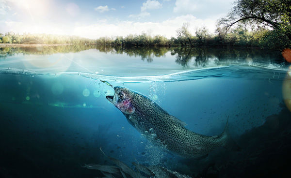 Fisk_laks_sluker_krok_600x368.jpg