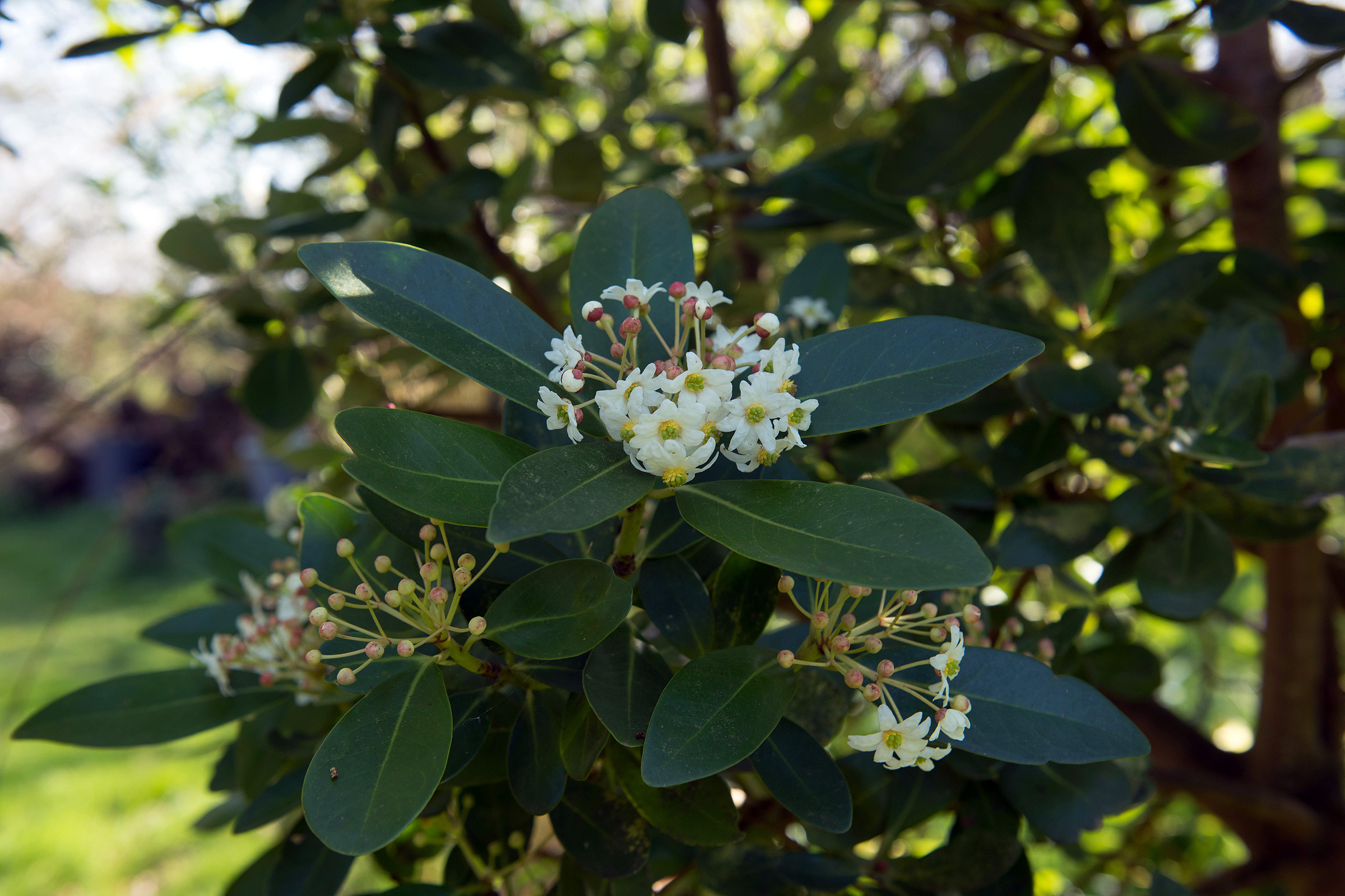 Blomst på Canelo-tre