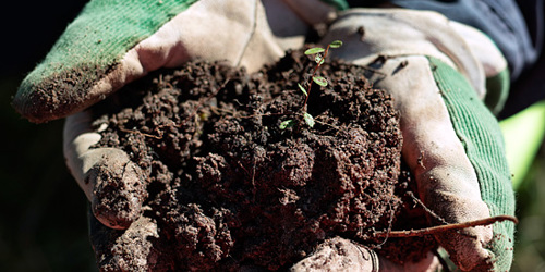 Torvlapp med planter