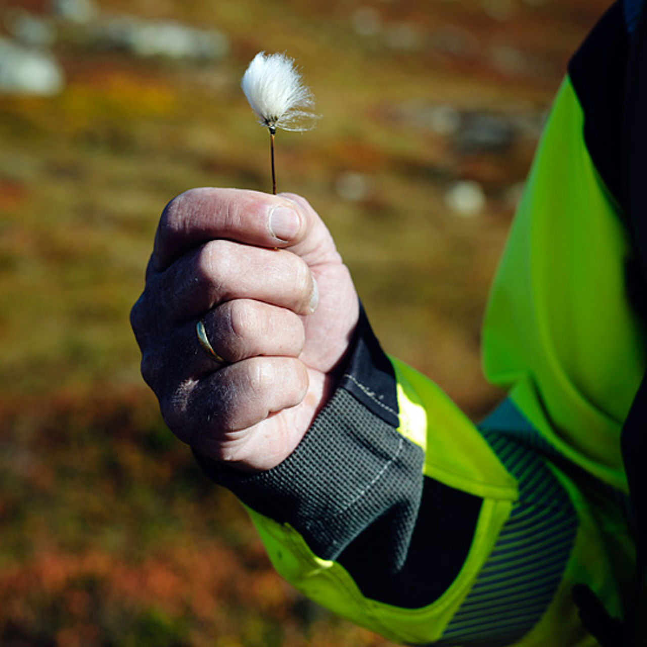 Hånd holder plante