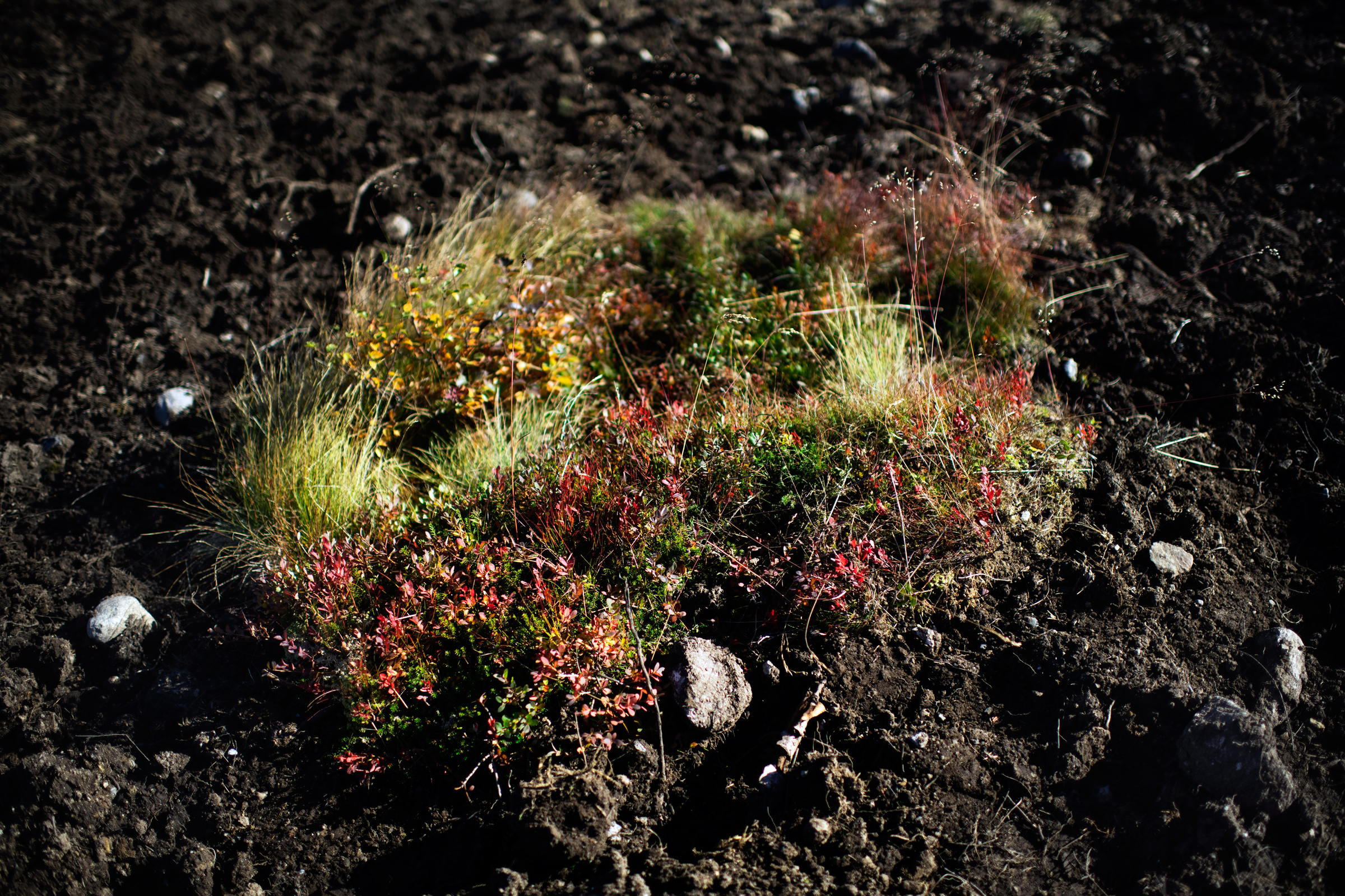 Jordlapp med planter