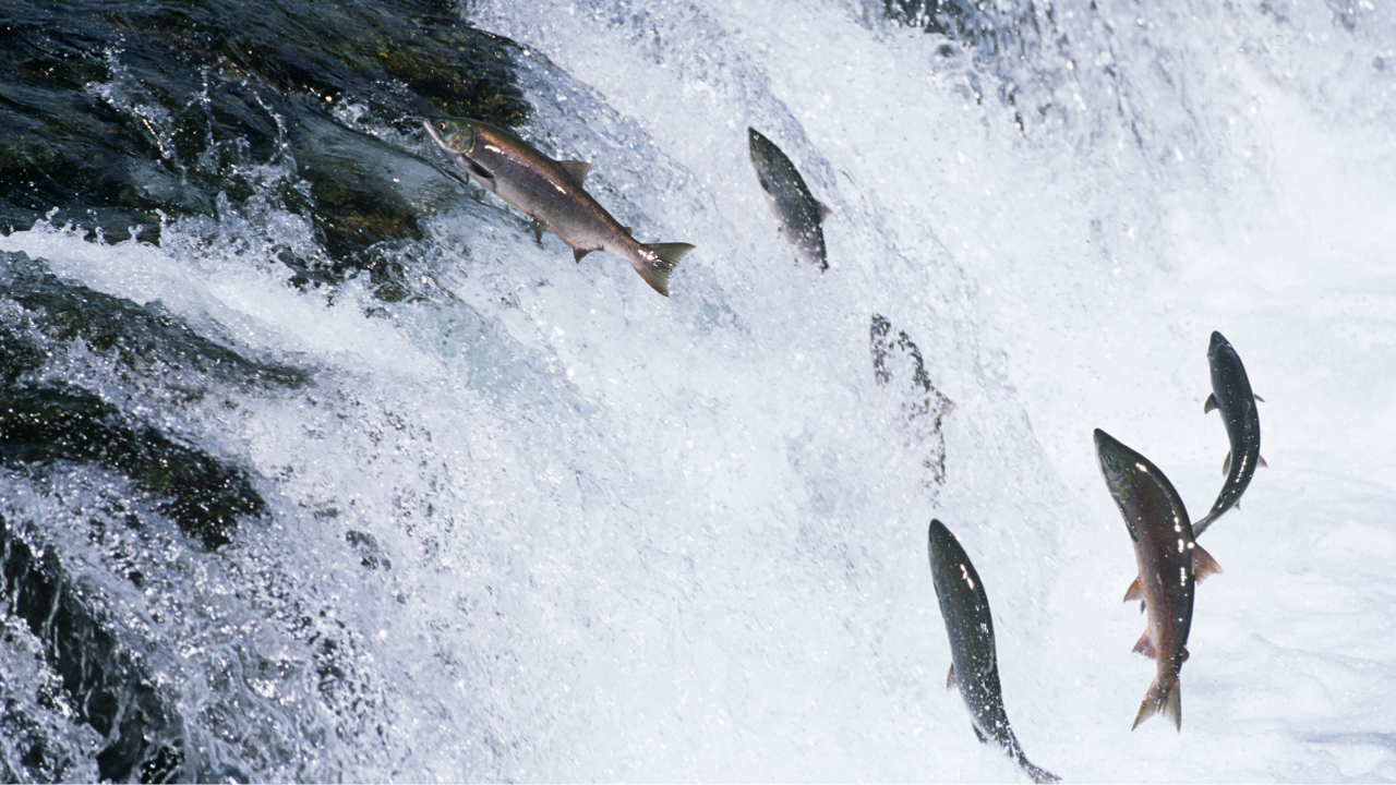 Fisk_laks_sluker_krok_600x368.jpg