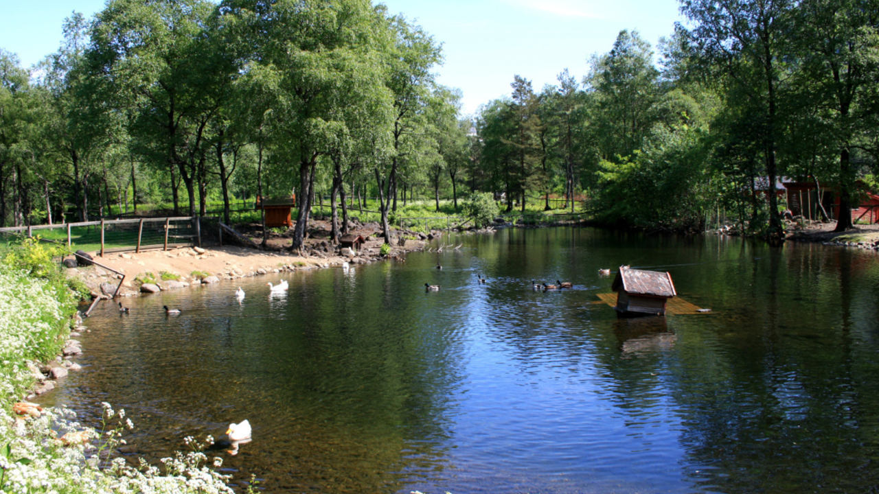 Dam med skog rundt