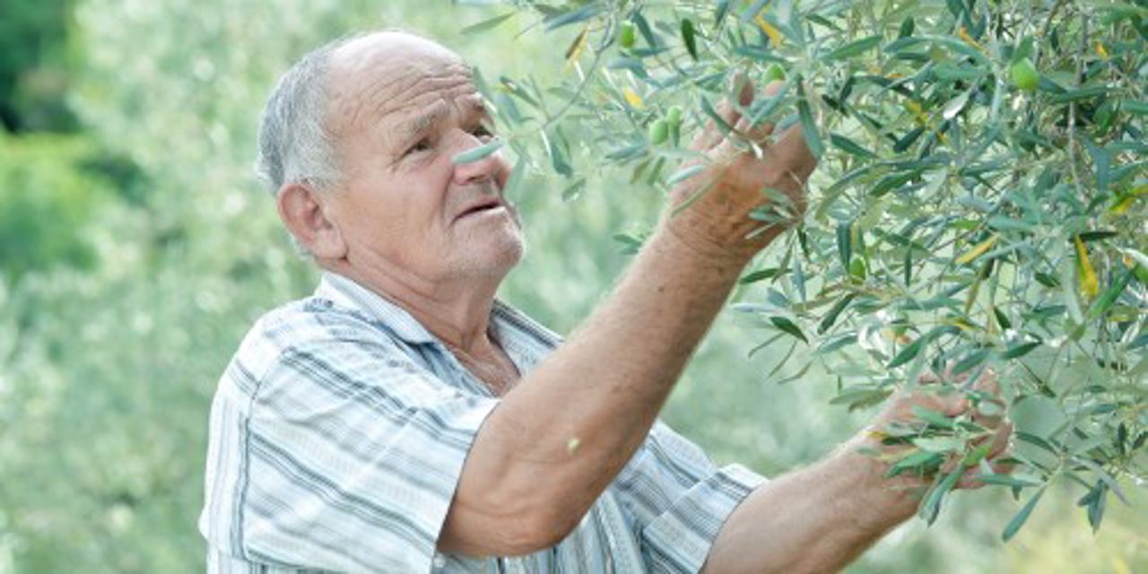 Jordbruker ved et oliventre