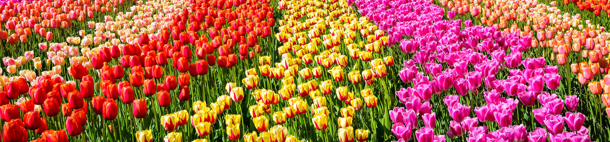 Blomstereng med tulipaner